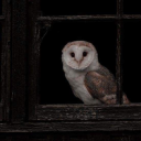 strawberrywinter4 avatar