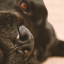 streak-a-lightnin avatar