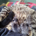 streetpunkgender avatar