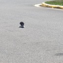 streetratatailla avatar