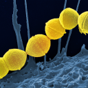 streptococcus-pyogenes avatar
