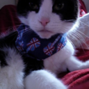 strictlycats-blog avatar