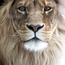 strictlysolitude avatar