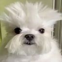 striderdenier avatar