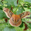 strife-timberwolf avatar