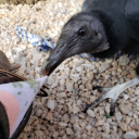 strigiform-thunderstorm avatar