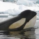 strike-sideblog avatar