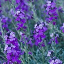 strongandsoft avatar