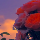 strongbowaddict avatar