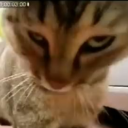 strongestcatlover avatar