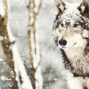 strontinuwmond avatar