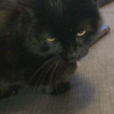 stroopwafelgod avatar