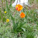 struggle-ever-onwards avatar