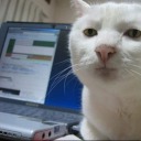 strugglebugglemoth avatar