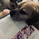 strugglepuggle avatar