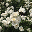 struggler-ineffable avatar