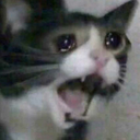 strugglingtoast avatar