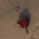 stubbornandloves2eat avatar