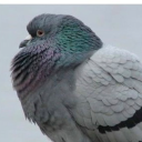 stuckinthewronguniverse avatar