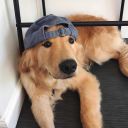 studentofhonesty avatar