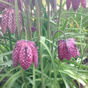 studiesandscribbles avatar