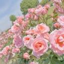 studieswithrose avatar