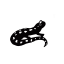 studio-squamata avatar