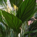 studyandbloom avatar