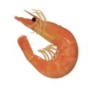 studying-shrimp avatar