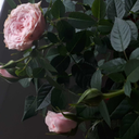 studying-the-ineffable avatar