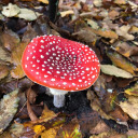 studying-trees avatar