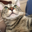 studyofmymind avatar