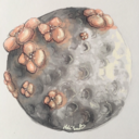 studyw-greylady avatar