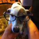 stuffmydogsitson avatar