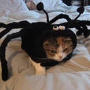 stufftsuwrote avatar