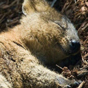 stumblebiscuits avatar