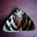 stumblescuffle avatar