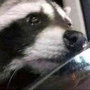 stupendous-galaxy-basement avatar