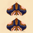 stupendousexpertphilosopher avatar