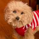 stupid-fungus avatar