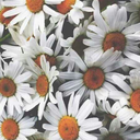 stupid-little-things avatar