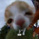 stupid-umbrella avatar