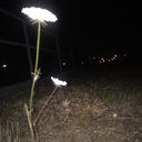 stupid-witch-bitch avatar