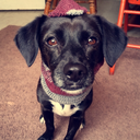 stupidandfriends avatar