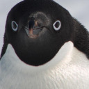 stupidfatpenguin avatar