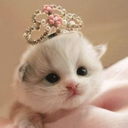 stupidkittenprincess avatar