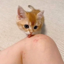 stvrlessnight avatar