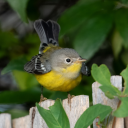 stylishredsuit avatar