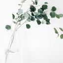 suarasemestaa avatar