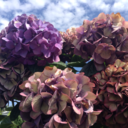 subconscioustruth-blog-blog avatar